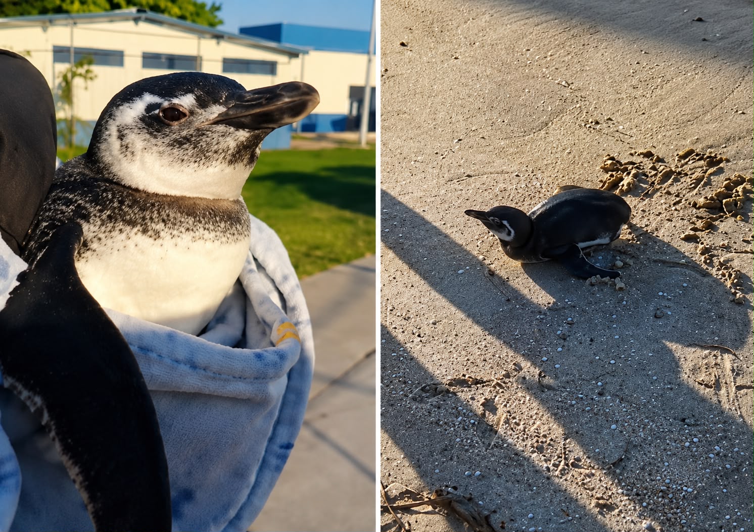 Este pinguim ferido foi resgatado na faixa de areia do Piscinão de Ramos, no Rio de Janeiro e está recebendo atendimento especializado. - Foto: Corpo de Bombeiros RJ