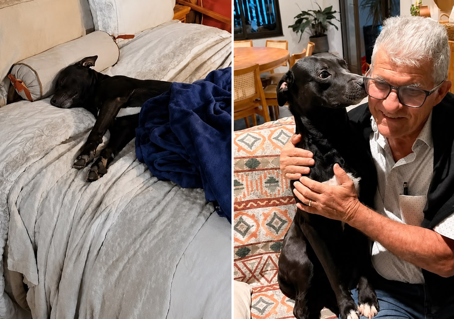Jumo, o cachorrinho sem lar que dormiu 10 dias na cama de uma loja durante uma feira, virou atração e foi adotado pelo empresário - Osvaldo de Moraes, de SP. - Foto: Arquivo pessoal/G1