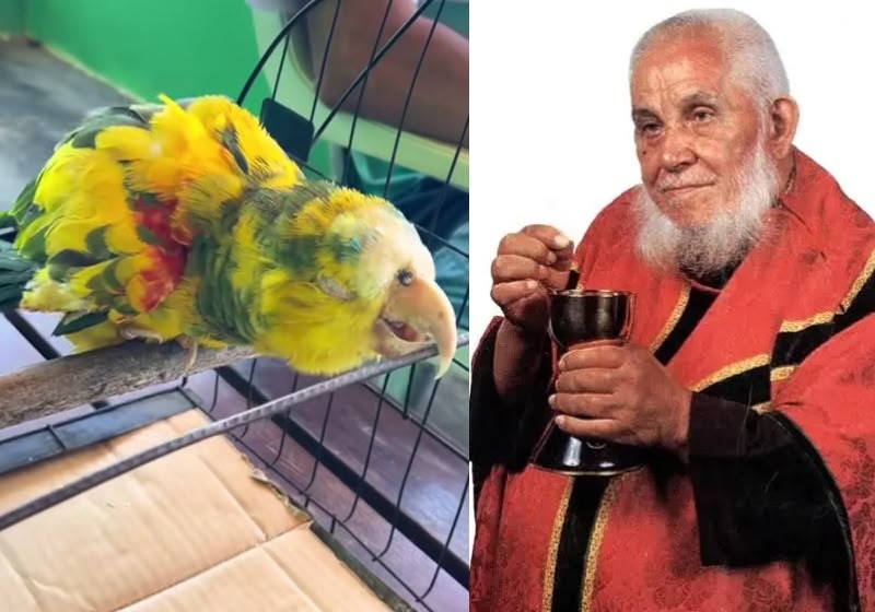 O papagaio do Frei Damião continua vivo com quase 90 anos. Ele é cuidado por Dona Nenzinha, em Livramento, na Paraíba. - Fotos: Reprodução/ Instagram/ @coisasdonordesteofc1