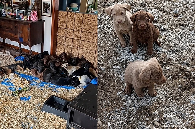 A mulher acolhe 24 filhotes abandonados e transforma a sala de jantar em abrigo temporário.- Foto / Reprodução / Tiktok: @shroomy_muffins