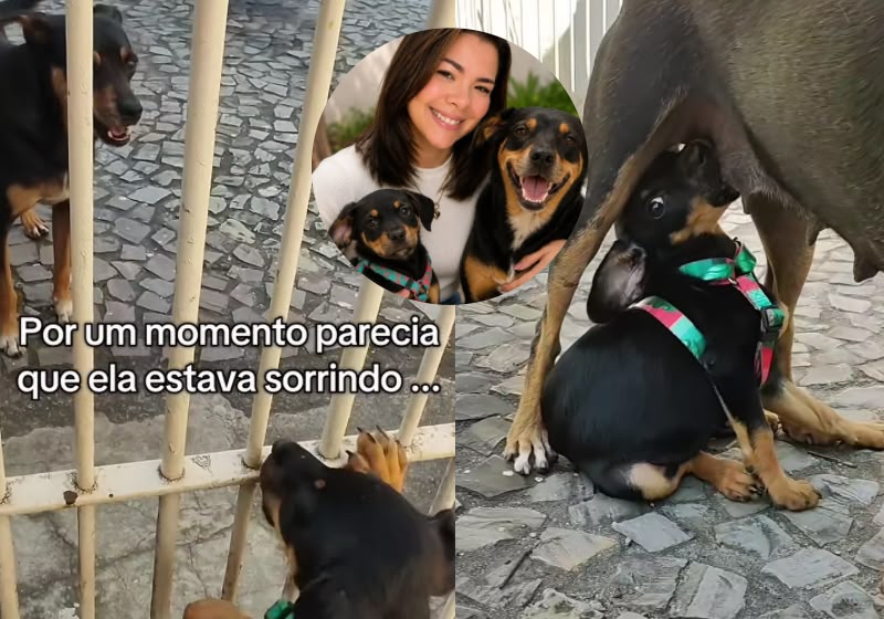 Benedita, a mãe cachorra, e Pafum, a filhote desaparecida, emocionaram ao se reencontrar no portão da casa da Fabi, que adotou as duas no Espírito Santo. - Foto: Reprodução/ Instagram/ @senhora.castro