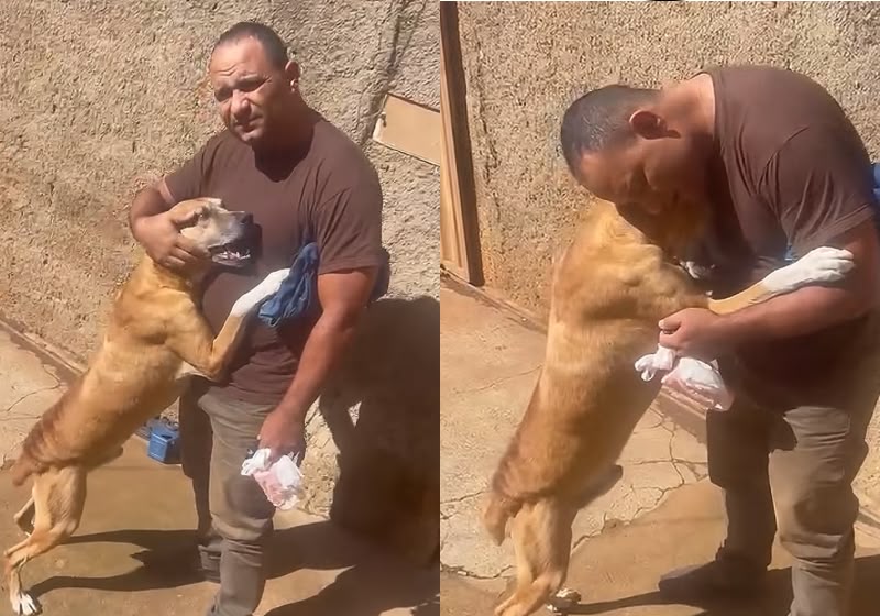 Cheio de saudade, o caramelo abraça e chora ao rever o tutor caminhoneiro, que tinha viajado. O vídeo tem 11,2 milhões de visualizações. - Fotos: reprodução/ TikTok/ @Washington Silva