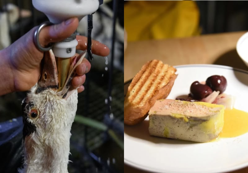 A nova lei proíbe a produção e venda do foie gras no Brasil e poderá dar 1 ano de prisão a quem desrespeita. O produto é feito com alimentação forçada de patos e gansos para aumentar o fígado deles. - Foto/ Reprodução/ Animal Equality Brasil