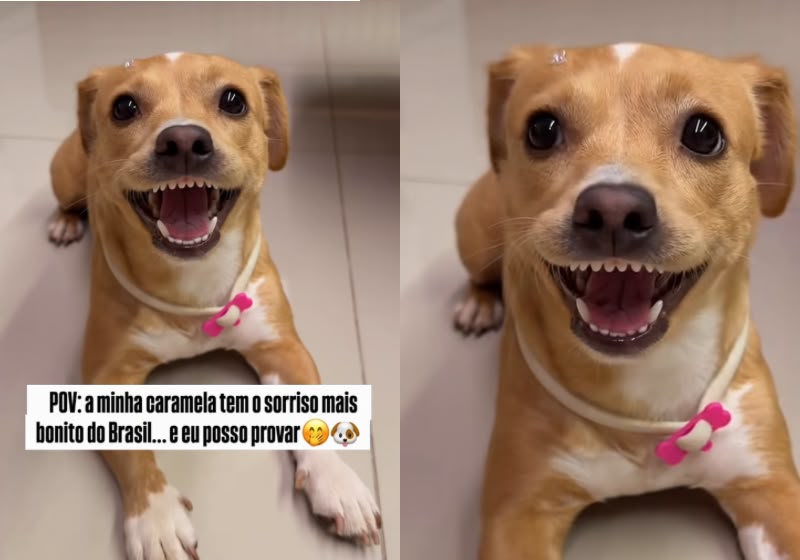 O sorriso perfeito e engraçado da cachorrinha Caramela está encantando as redes. O vídeo dela já ultrapassou 2,5 milhões de visualizações. - Foto: Reprodução/Instagram/ @vittecaramela