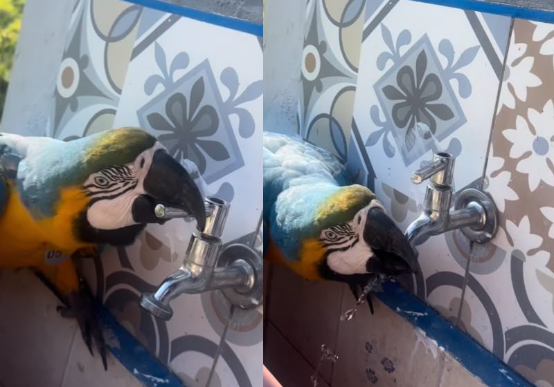 Arara abre a torneira sozinha para matar a sede em sítio de São Paulo. Foto: Reprodução/@_rotinadocampo