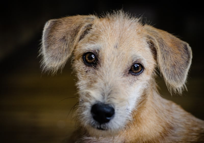 Decisão do STF reforça que municípios têm obrigação de proteger cães e gatos abandonados. - Foto: Canva