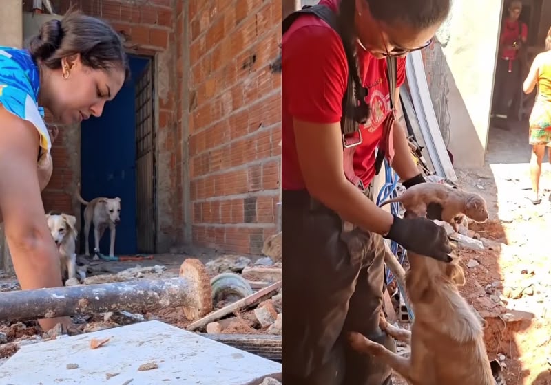 O filhote preso num cano mobilizou a tutora, que quebrou o chão com picareta, e os bombeiros, em um resgate emocionante com final feliz, no Maranhão. - Foto: Reprodução/ Instagram / @amandaliimam