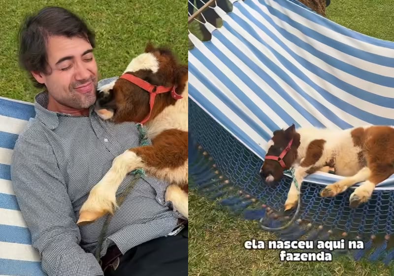 Bebê égua acha que é cachorro, deita na rede para balançar e encanta milhões; vídeo