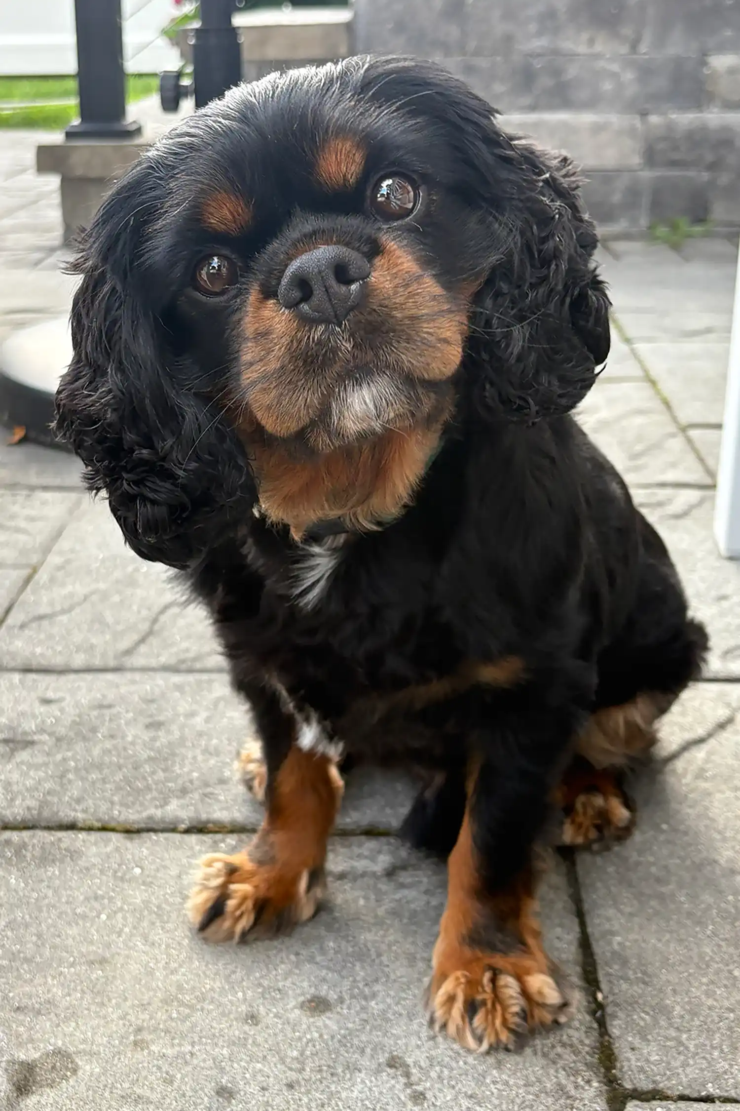 Apollo, foi finalista do concurso de 2025 de Cão Resgatado Mais Fofo do Mundo. - Foto: Leah Holbrook