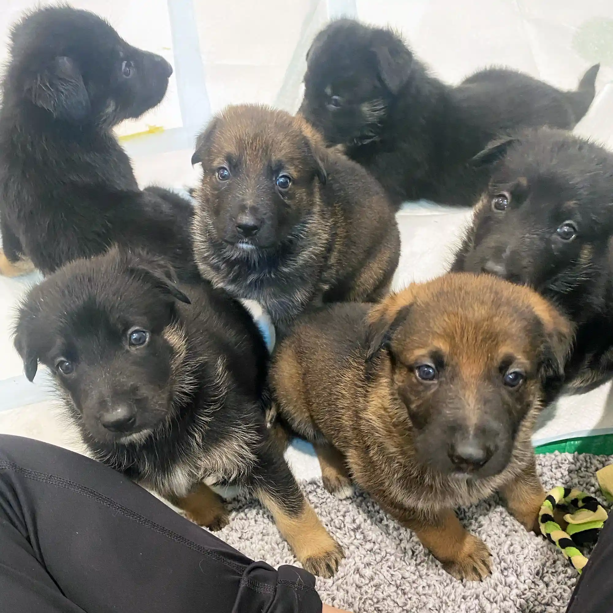 Olha como eles estão lindos agora. - Foto: Alaqua Animal Refuge