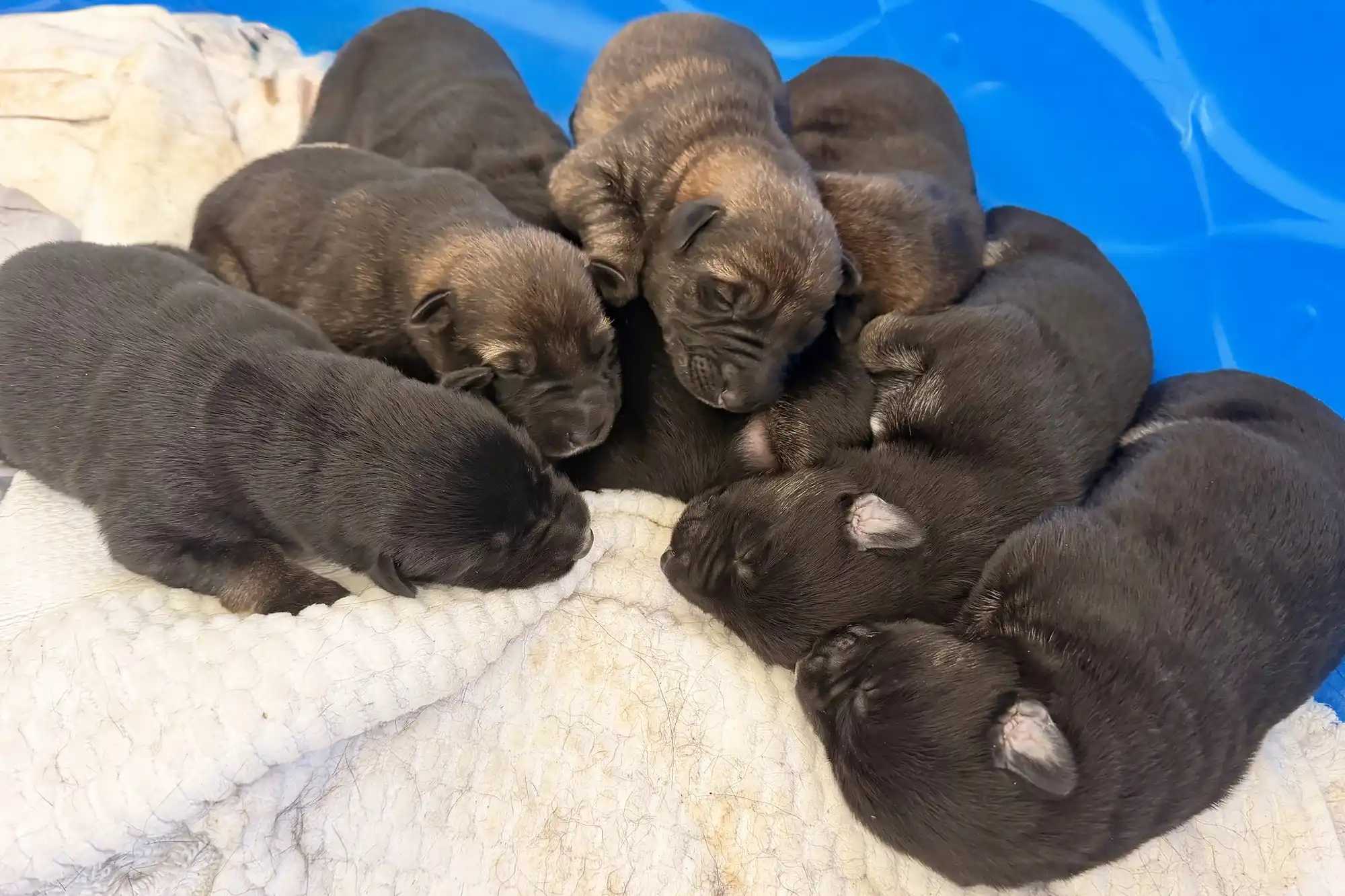 Os filhotinhos nasceram dias depois que a cachorra grávida acorrentada por resgatada pela ONG. - Foto: Alaqua Animal Refuge