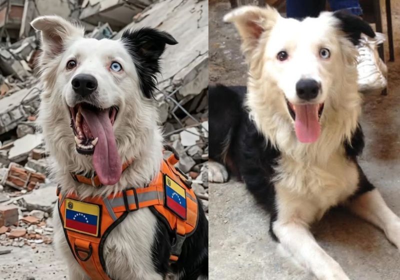 Cão Tsunami finalmente vai se aposentar após atuar dia e noite nas buscas por sobreviventes do terremoto na Venezuela. Está recebendo homenagens como herói. - Fotos: reprodução/ Redes Sociais