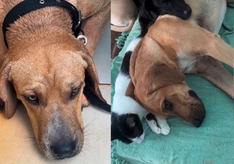 Coragem, o cão medroso devolvido 4 vezes ganha novo lar no RS e emociona ao dormir cercado pelos novos amigos da casa: os gatinhos. - Fotos: reprodução/ Instagram/ @kaarolzx