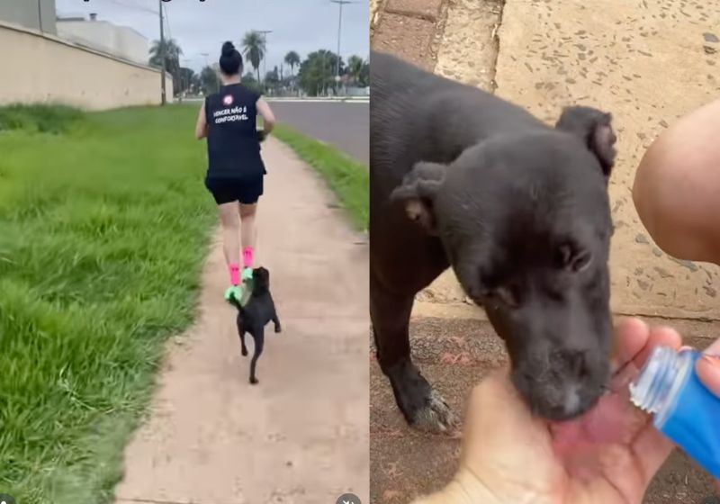 A cachorra vira-lata Ximbica seguiu o casal durante 7 km de corrida em Campo Grande e acabou adotada pela família. Assista ao vídeo. - Fotos: reprodução/ Instagram / @dracamilamatarazzo