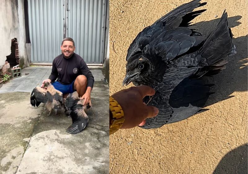 O Zico, um urubu que parece um cachorro de penas viralizou nas redes. Ele foi resgatado por um adestrador em Saquarema, no RJ, e atende pelo nome. - Fotos: reprodução/ Tiktok/ @russo.adestrador