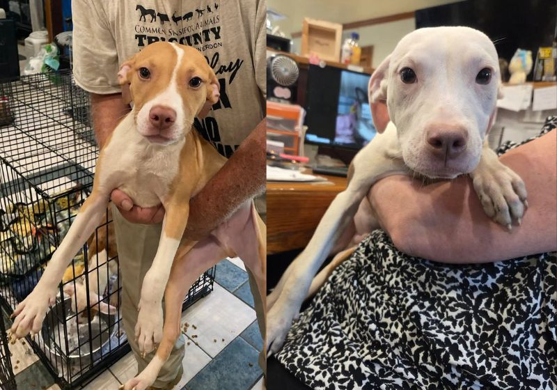 Dois dos 18 filhotes de cachorro abandonados que foram salvos por vizinhos, nos Estados Unidos. Agora eles aguardam adoção. - Fotos: Common Sense for Animals/Facebook