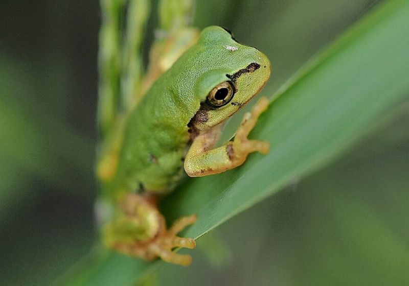 A bactéria encontrada em rãs elimina o câncer e ativa o sistema imunológico de camundongos. - Foto: Greg Peterson – CC BY-SA 3.0