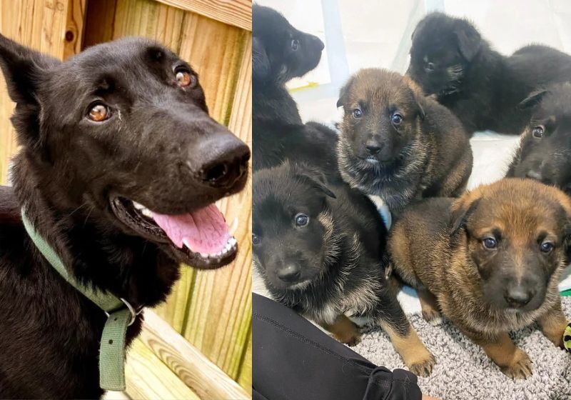 Foxy, a cachorra grávida e acorrentada foi resgatada e, poucos dias depois, teve oito filhotes saudáveis em um abrigo. O tutor foi preso nos EUA. - Fotos: Alaqua Animal Refuge