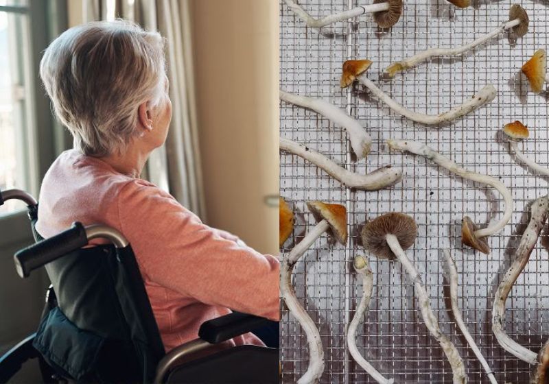 O caso da idosa com Alzheimer que melhorou após tratamento experimental com psilocibina saiu na revista científica Frontiers in Neuroscience. - Fotos: Getty Images / Mason Trinca/The New York Times