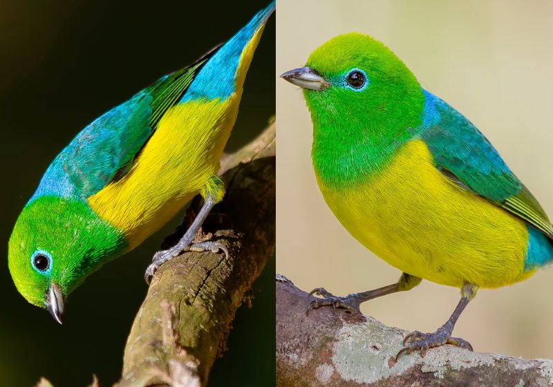 O fotógrafo registrou na Mata Atlântica o pássaro com as cores da bandeira do Brasil. O vídeo do gaturamo-bandeira passou de 6,2 milhões de visualizações. - Fotos: reprodução/ Instagram/ @viniciuskohnpassaros