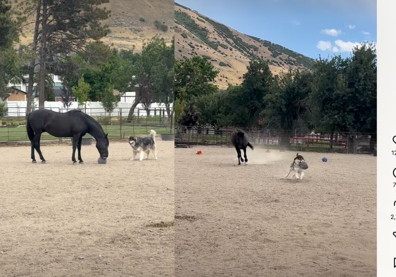 O vídeo desse cavalo jogando a bola para o cachorrinho ir pegar é a melhor história de amizade na natureza que você vai assistir hoje. - Fotos: reprodução/ Instagram/ @mandimontague