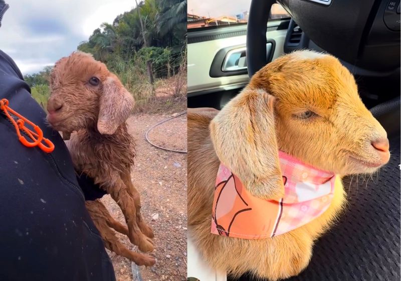 O ciclista Gustavo Antunes resgatou um filhote de cabra recém-nascido, sozinho, todo sujo de lama na trilha, em Santa Catarina, e deu vida de rei a ele. - Fotos: reprodução/ Instagram/ @antunesadventure