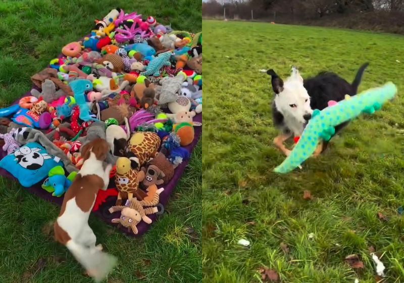 A dinâmica dos cachorrinhos que escolhem bichinhos de pelúcia que querem para brincar é feita em um abrigo da Inglaterra para preparar os cães para adoção e conviver em sociedade. - Fotos: reprodução/ Instagram/ @fetcherdog
