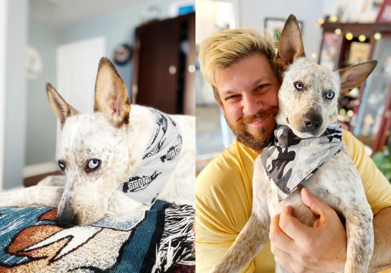 Zephyr , o cachorro devolvido por ser teimoso ganhou uma nova chance depois os novos tutores descobriram que ele é surdo. Hoje ele entende 30 sinais. - Fotos: Carolyn Christ
