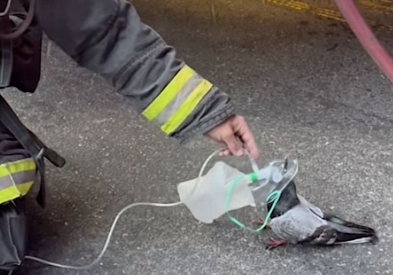 O bombeiro oferece oxigênio e salva esse pombo após um incêndio. O flagrante do vídeo emocionou milhões de pessoas nos EUA. - Foto: reprodução/ Oakland Firefighters Local 55 / Facebook