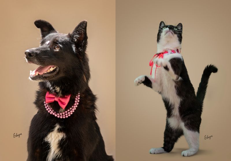 No Dia do Vira-Lata, feira de adoção na Avenida Paulista reúne cães e gatos resgatados à espera de uma família. Evento é gratuito. - Fotos: Elayne Massaini