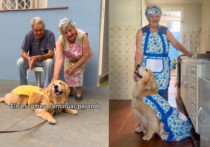 A cachorra golden Sissi conquistou esse casal de idosos vizinhos da casa dela em Piracicaba (SP) e virou simplesmente a netinha deles, com todos os mimos possíveis. Fotos: reprodução/ Instagram/ @ seavianegolden