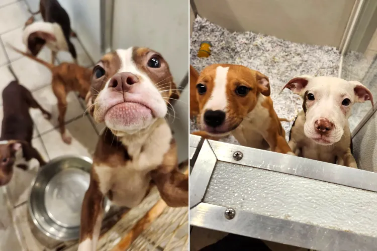 Os bebês estão sendo tratados e depois vão para adoção. - Fotos: Common Sense for Animals/Facebook