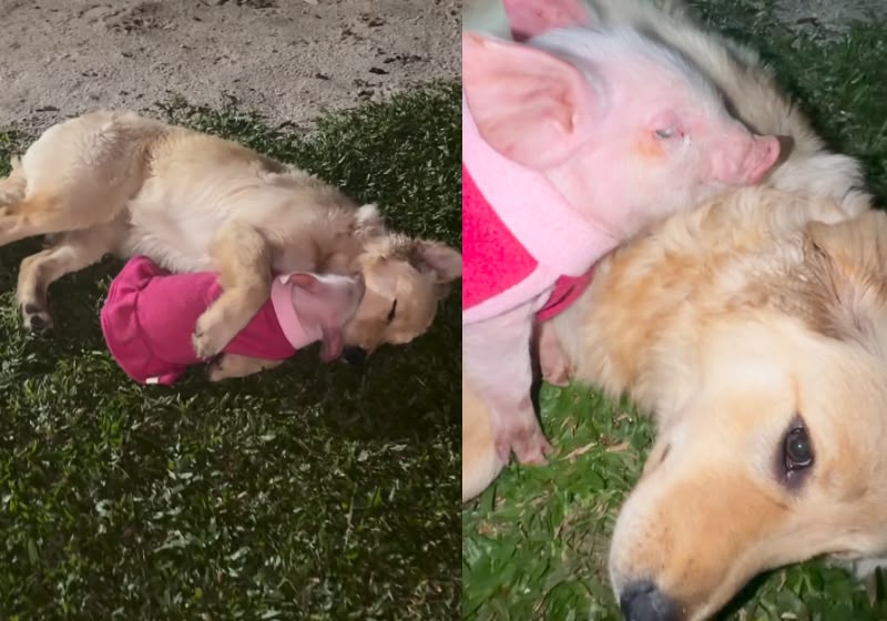 A porquinha Peppa "adota" um golden retriever e a amizade dos dois conquista mais de 3 milhões de pessoas nas redes sociais. - Foto: Reprodução/Redes sociais @brunacluz