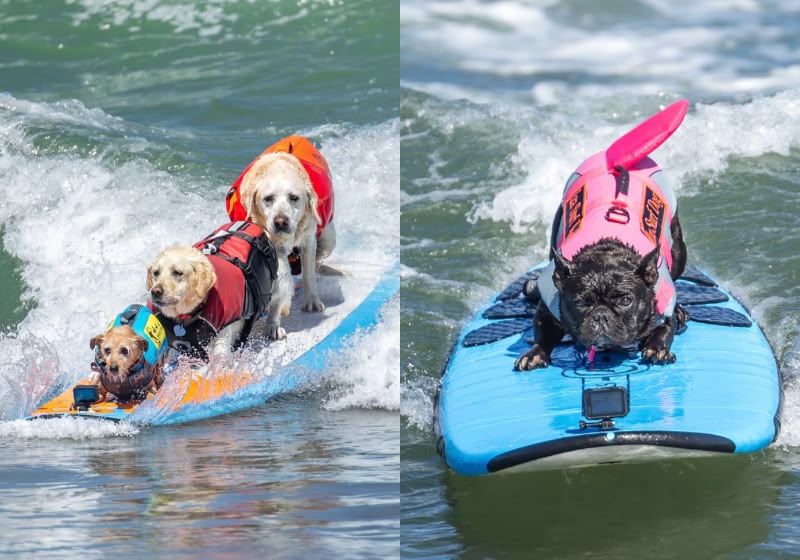 Cães surfam durante o Campeonato Mundial de Surf para Cães, em Pacifica, Califórnia (EUA).