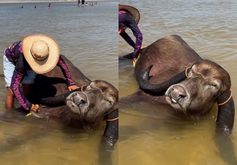 Baiano, o famoso búfalo da Ilha de Marajó, relaxa durante banho e escovação em Salvaterra (PA).