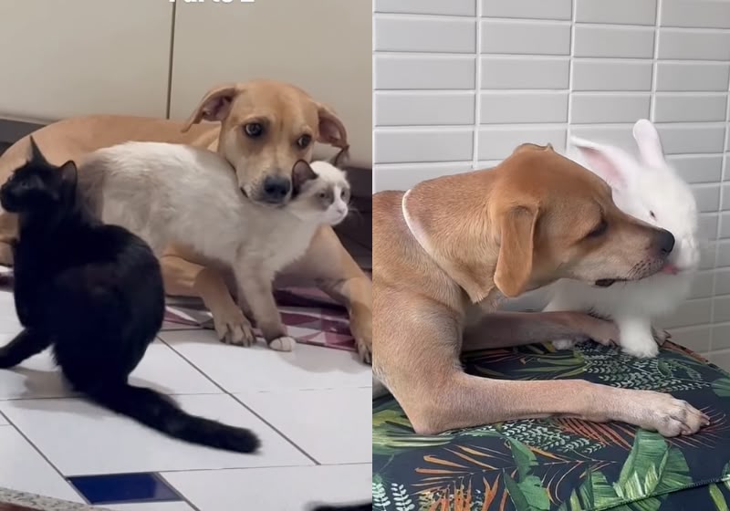 A caramela recebe e acolhe com carinho animais resgatados e adotados no Rio de Janeiro (RJ). - Foto: Reprodução/ Instagram / @caramela.joy