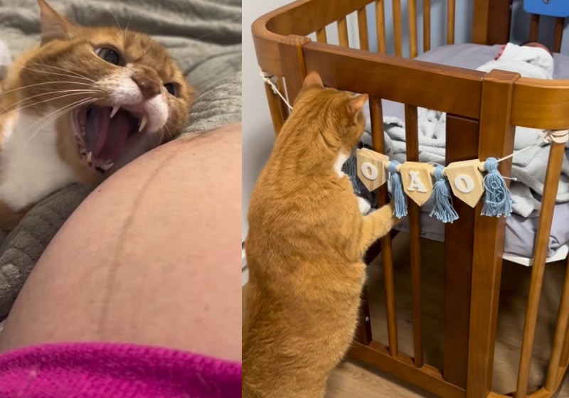 Lenine, o gato que protegeu barriga da tutora por 8 meses, em SP, conhece os bebês gêmeos João e Pedro e vira guardião da família. - Fotos: Reprodução/ Instagram @julianamolino