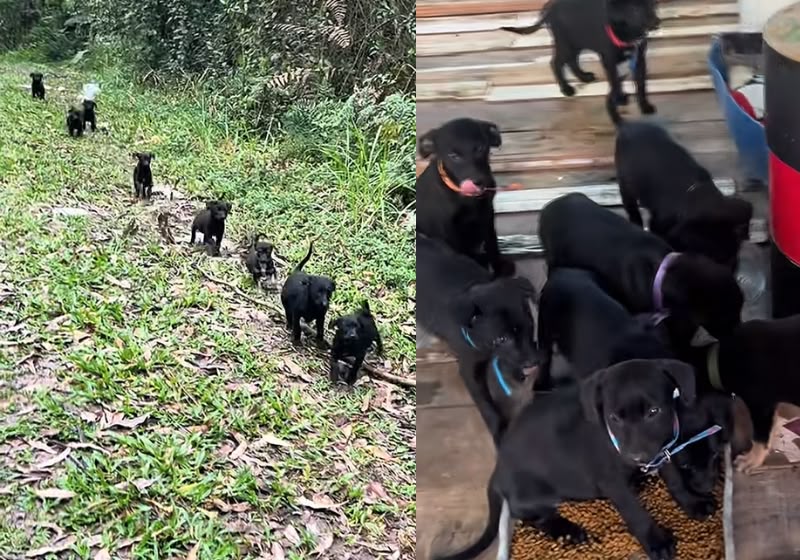 A protetora Edsania Tavares foi resgatar dois filhotes de cachorro e de repente apareceram mais 6, abandonados em uma área de mata em Cocal do Sul (SC). - Fotos: Reprodução/TikTok @rede_do_bem_cocal_do_sul