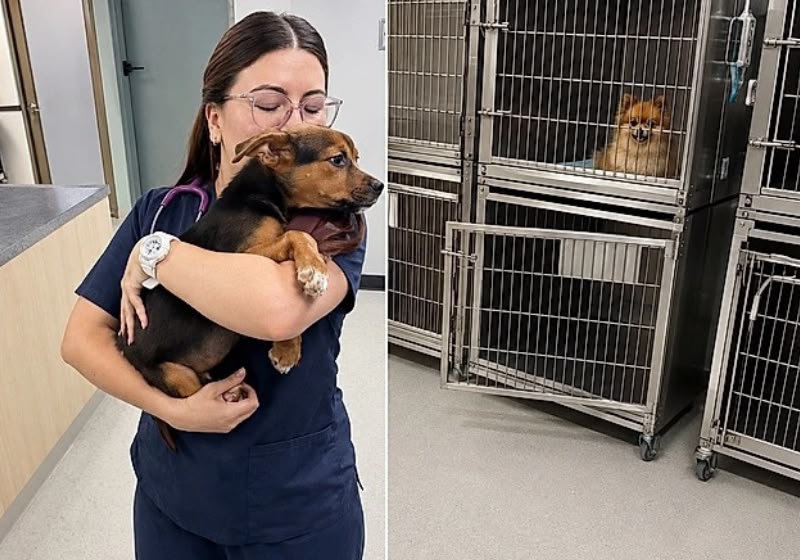 A veterinária Tania Mahecha permaneceu ao lado dos cães durante o terremoto de magnitude 7,4 que atingiu a Colômbia. - Foto: Reprodução/TikTok @taniamahecha17