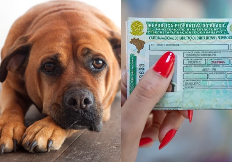 A câmara aprovou projeto que prevê suspensão da CNH por 18 meses para quem abandonar cão ou gato usando veículo. - Foto: Canva