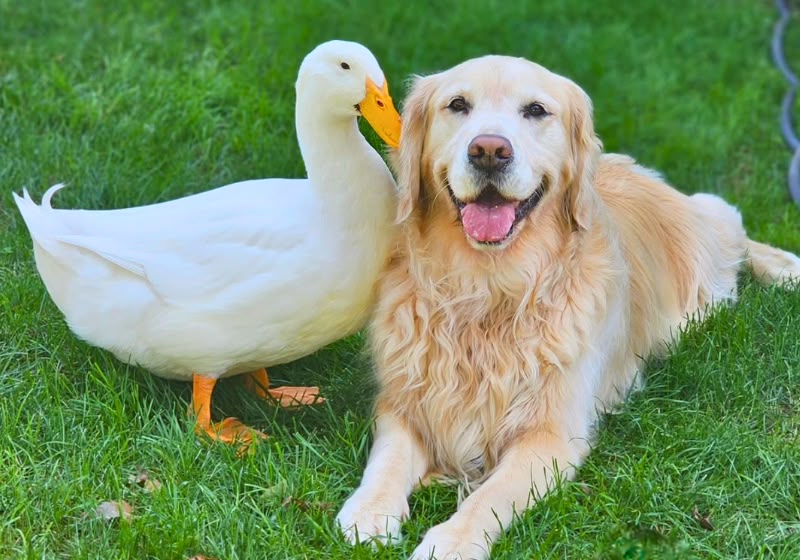 Barley e Louie se tornaram inseparáveis depois que o pato chegou à casa da família em Brookhaven, Nova York. - Foto: Reprodução/Instagram @duckandadog
