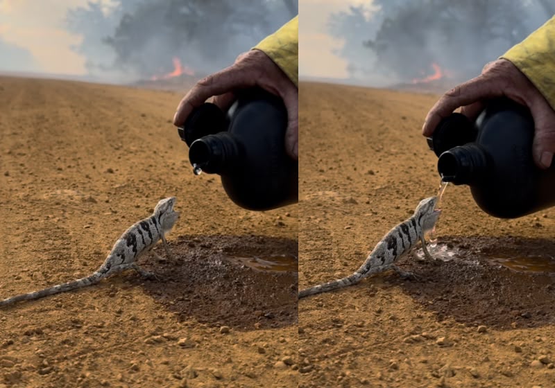 O brigadista encontrou o pequeno papa-vento em uma área atingida pelo incêndio e ofereceu água ao animal. Foto: Reprodução/Instagram/@terra_ronca_goias