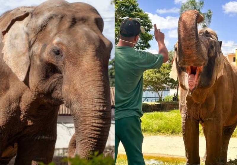 O elefante Sandro vive no Zoológico Municipal Quinzinho de Barros, em Sorocaba (SP), desde 1982 e deverá seguir para um santuário em setembro. no MT. - Foto: Divulgação/Prefeitura de Sorocaba