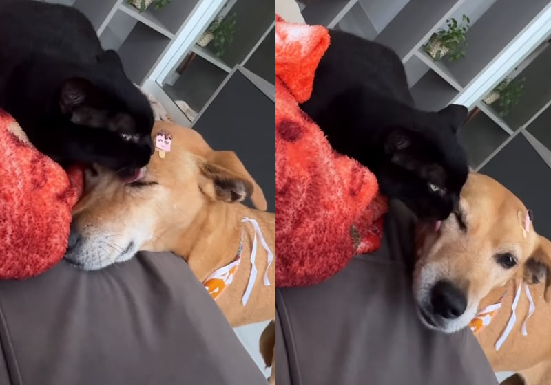 A cachorrinha caramelo Bela recebe os lambeijos de gatinha Mulher. Elas foram criadas juntas desde que eram filhotes. - Fotos: Reprodução/Instagram @dalyanamoreno