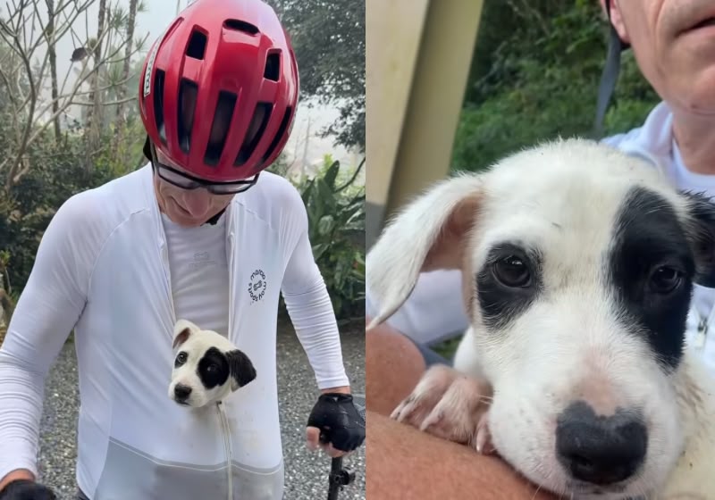 Márcio May levou Bartô protegido dentro da blusa por mais de 15 quilômetros após encontrar o filhote na Serra do Moura, em Santa Catarina. Foto: Reprodução/Instagram @marciomay