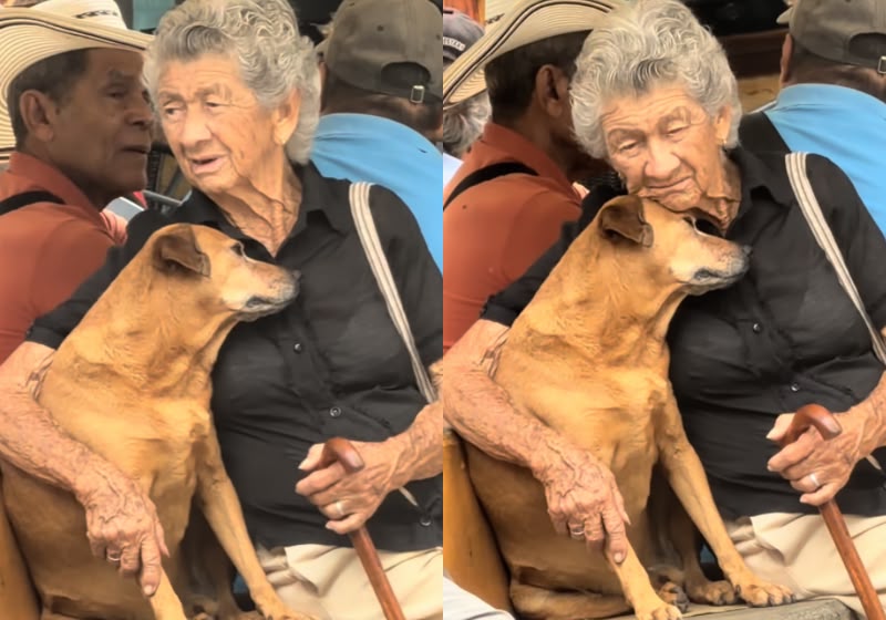 A cena da cachorrinha caramelo com a idosa foi registrada em Támesis, na Colômbia, pela ciclista Mónica Calderón, que viu as duas abraçadas enquanto tomava café com a irmã. - Foto: Reprodução/Instagram @monicycling