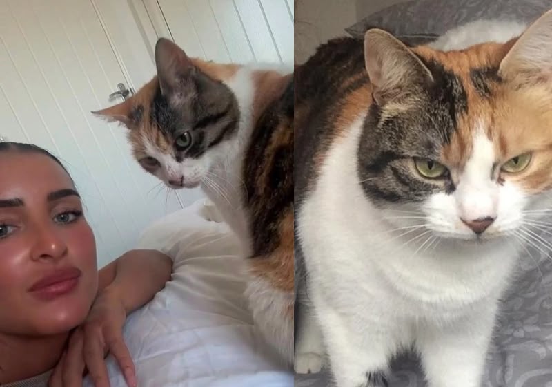 A gata Charlie voltou para a família aos 13 anos, depois de passar uma década desaparecida no País de Gales, no Reino Unido - Foto: Lucy Robertson/Facebook/Reprodução