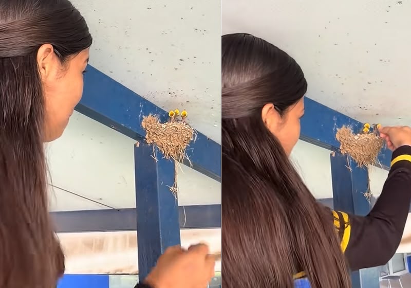 Filhotes de andorinha abrem o bico todos juntos após jovem imitar o chamado da mãe, no México - Foto: @chaca.r.r/Reprodução/TikTok