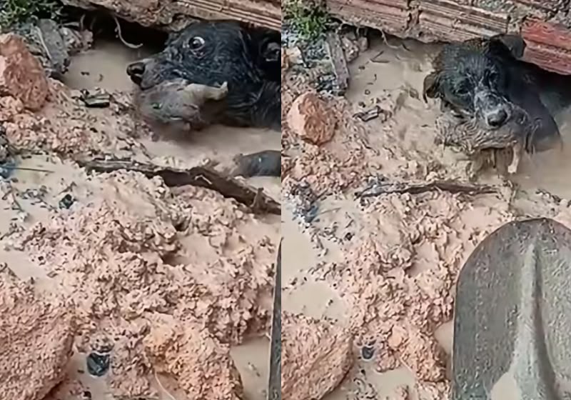 Cachorrinha entra na água debaixo de uma casa para buscar o próprio filhote e levá-lo a um local seguro - Foto: @elinaldosilva1983/Reprodução/Instagram