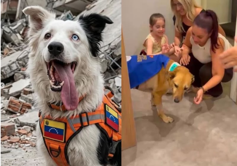 Caramelo, com a capa de super-herói, e o cão Tsunami representam os cães heróis lembrados no Dia Mundial do Cachorro, neste 26 de agosto. - Foto: Reprodução/ Só Notícia Boa